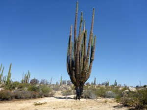kleener Cactus, BC, Mexico
