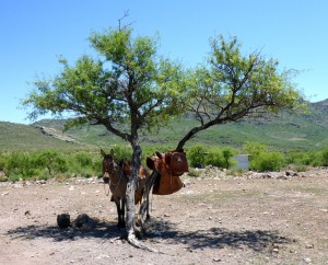 Rancho San Francisco de la Sirra, BCS, Mexico