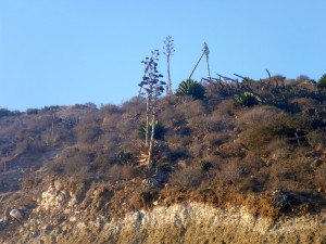 different vegetation, El Rosario, BC, Mexico