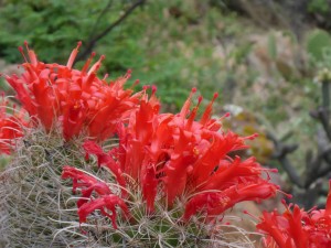 flowering cactus, San Francisco de la Sierra, BCS, Mexico