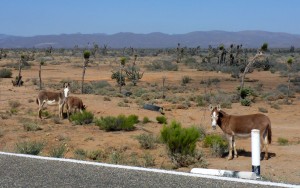 group of donkey, Mexico 1, BC, Mexico