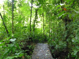 Monument National Guayabo, Jungle, Costa Rica