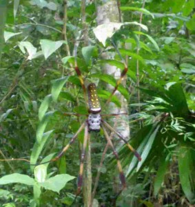 approx. 1m diameter, Panama