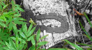 now I know where this comes from, Panama