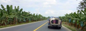 road side banana plantation, Machala, Ecuador